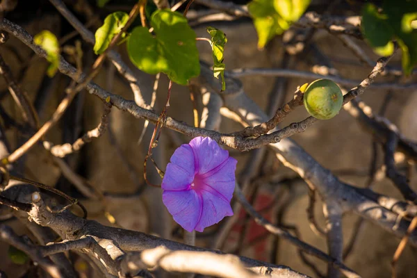 Ipomoea purple. Outdoor plants on the island of Malta. Close-up. High quality photo