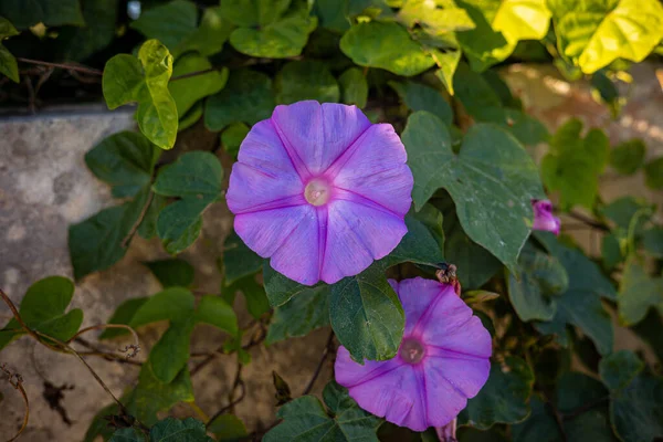 Ipomoea purple. Outdoor plants on the island of Malta. High quality photo