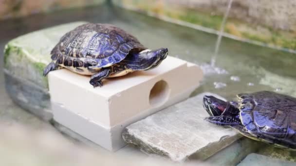 American Freshwater Turtles Turtle Comes Out Water Married Couple Turtles — Stockvideo