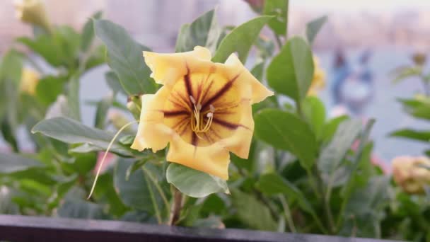 Yellow Flower Solandra Maxima Close Focus Flowers Outdoor Plants Island — Vídeo de Stock