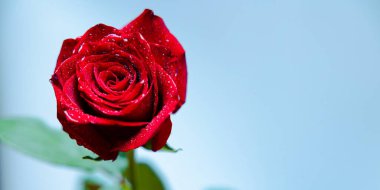isolated rose banner with a rose in the background. place for text. Valentines Day. High quality photo
