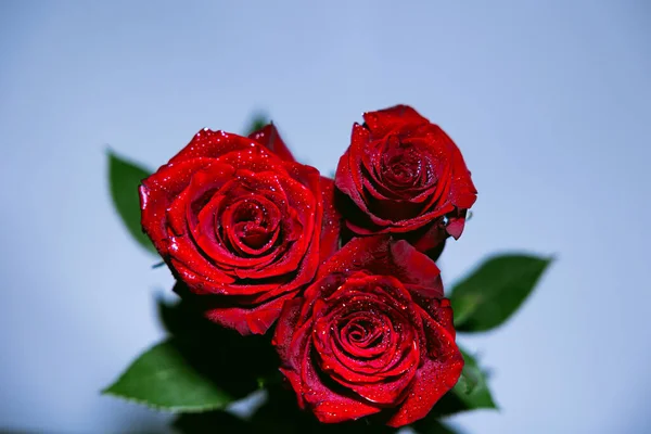 Three red roses with water drops on the petals against the background of green leaves and a blue splash.Valentines day. High quality photo