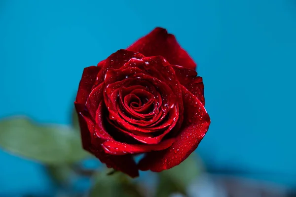 Close-up portrait of a rose with water drops on the petals on a blue background. Green rose leaves. Valentines Day. High quality photo