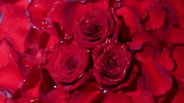 Three red roses surrounded by petals in water. Change of light, beautiful shadows. Valentines Day. High quality 4k footage