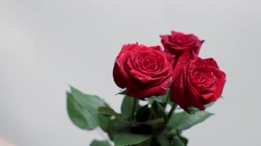 Bouquet of red roses on a gray background on a stem with green leaves. Is spinning. Valentines Day. High quality 4k footage