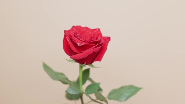 Isolated Red Rose Yellow Background Stem Green Leaves Spinning Valentines — Wideo stockowe