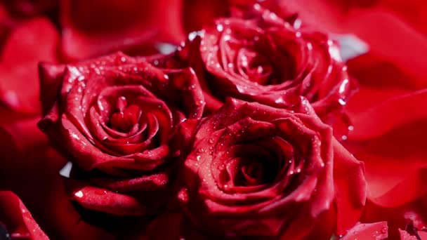 Three Red Roses Petals Change Light Beautiful Shadows Valentines Day — Vídeos de Stock