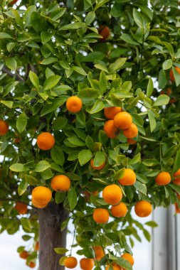 Çiçek saksısında portakal ağacı. Ağaçta bir sürü portakal meyvesi yakın plan mandalina. Yüksek kalite fotoğraf