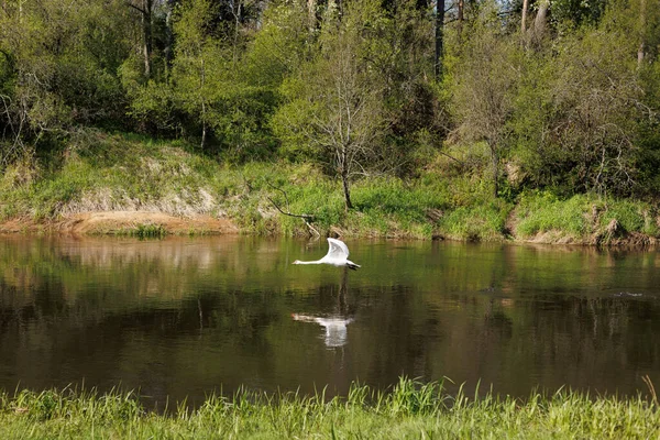 stock image a white swan flies over the river. autumn landscape in the forest. High quality photo