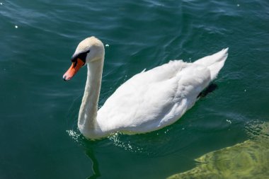 Kırmızı gagalı beyaz bir kuğu mavi suda yüzer. Yüksek kalite fotoğraf