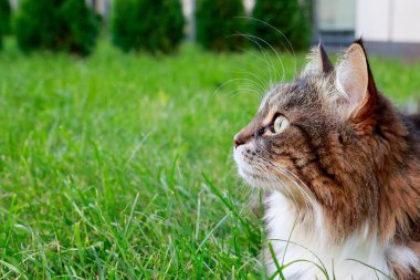 Bahçede yeşil çimlerde dinlenen tüylü kedi profilinin portresi. Yüksek kalite fotoğraf