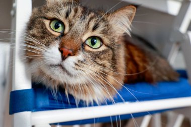Kalın kürklü, yeşil gözlü pozitif portre kedisi yumuşak mavi minderli bir hayvan düz kameraya bakan rahat bir atmosfer kedisi yaratıyor. Yüksek kalite fotoğraf
