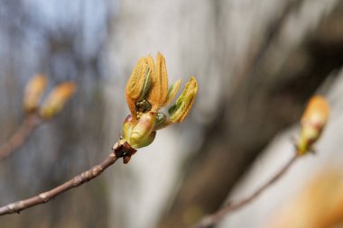 Baharın başında ağaç dalında at kestanesi tomurcukları açılıyor. Doğal arka planı olan makro fotoğrafçılık. Bahar tatili Kartpostal tebrik kartı duvar kağıdı afişi için tasarım Yüksek kaliteli fotoğraf
