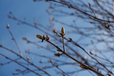Baharın başında ağaç dalında at kestanesi tomurcukları açılıyor. Doğal arka planı olan makro fotoğrafçılık. Bahar tatili Kartpostal tebrik kartı duvar kağıdı afişi için tasarım Yüksek kaliteli fotoğraf