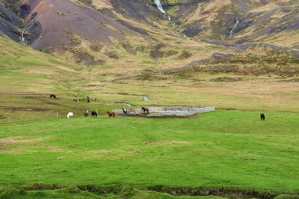 Gård Med Islandshästar Dalgången Island — Stockfoto