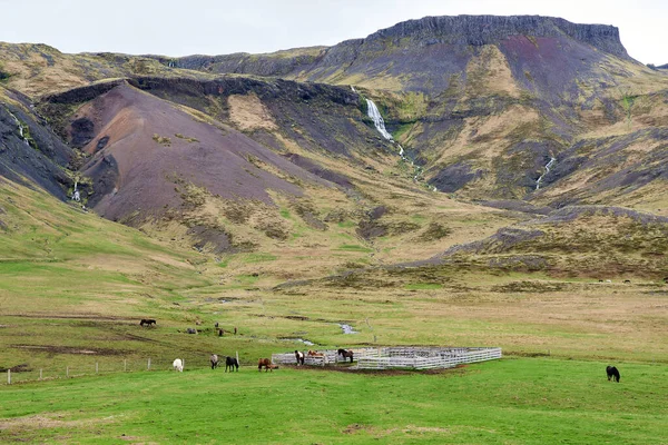 Izlandi Legelő Lovakkal Rendelkező Gazdaság Völgyben Izland — Stock Fotó