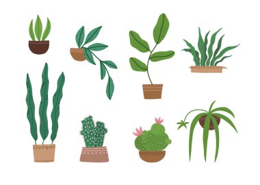 Farklı bir tropik ev bitkisi seti. Ficus, Monstera, protea, pellaea, çeşitli vazolarda sulu. İskandinav konforlu ev dekorasyonu. Düz vektör karikatür çizimi beyaz arkaplanda izole edildi