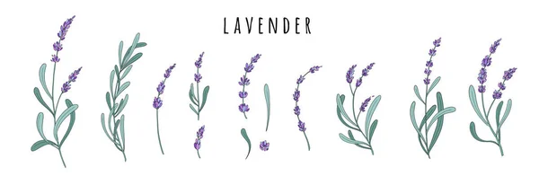 Lavendelblüten Gesetzt Provence Kräuter Mit Violetten Blüten Botanische Zeichnung Des — Stockvektor