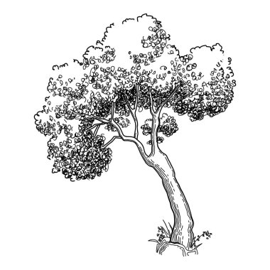 Plant tree forest icon outline, hand drawn vector. Garden drawing. Botanical oak