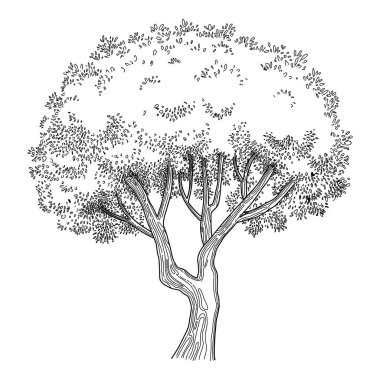 Plant tree forest icon outline, hand drawn vector. Garden drawing. Botanical oak
