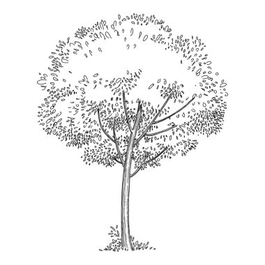 Plant tree forest icon outline, hand drawn vector. Garden drawing. Botanical oak