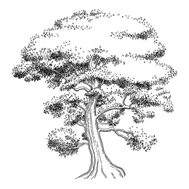 Plant tree forest icon outline, hand drawn vector. Garden drawing. Botanical oak