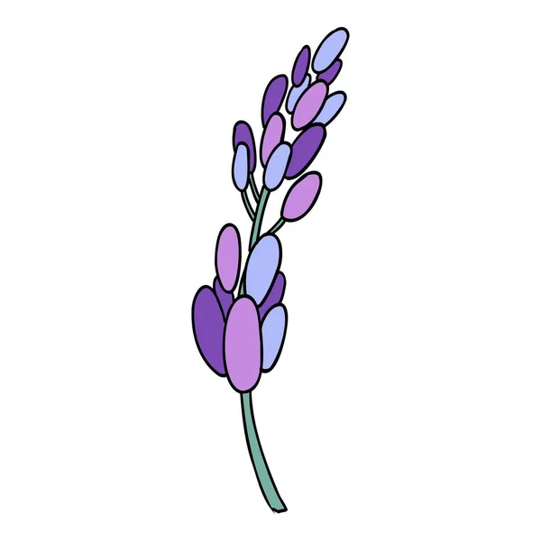 薰衣草花具有紫色花朵的普罗旺斯花草 法国拉旺杜拉油田的植物绘图 光洁的薰衣草 在白色背景上孤立的彩色手绘矢量图 — 图库矢量图片