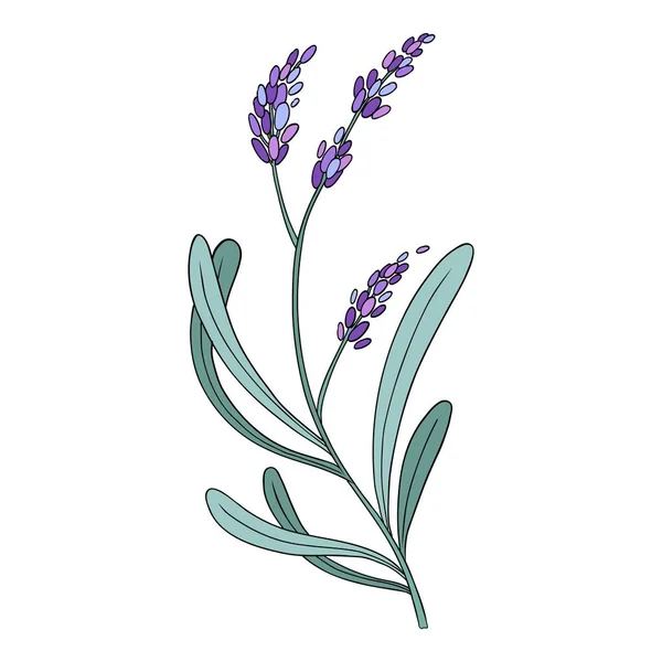 Lavender Flower Provence Floral Herb Purple Blooms Botanical Drawing French — Stock Vector