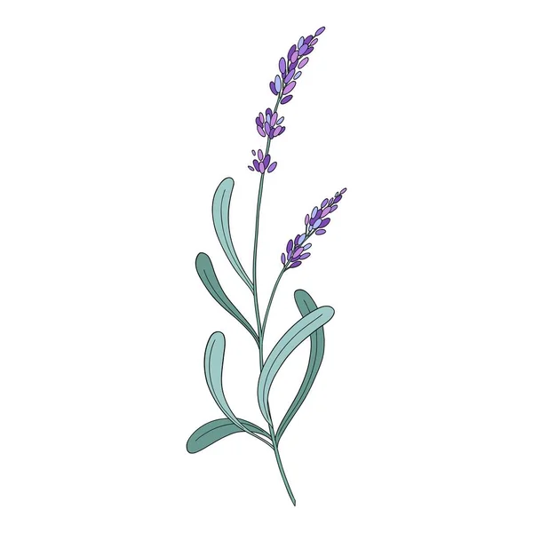 Lavender Flower Provence Floral Herb Purple Blooms Botanical Drawing French — Stock Vector