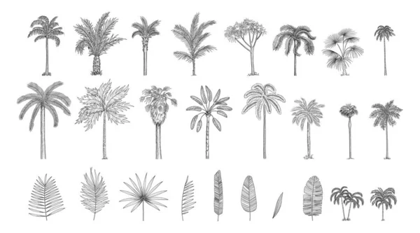 Zestaw Konstruktor Realistyczne Sylwetek Czarno Białym Tle Tropikalnych Palm Gałęzi — Wektor stockowy