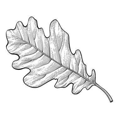 Bitki sanatı. Dövme, davetiye ve tebrik kartları için karalama botanik dekoratif unsur, orman dallarının çizimi. Minimum el çizimi yaban çiçekleri. Mevsimlik bitki örtüsü, vahşi ve güzel botanik..