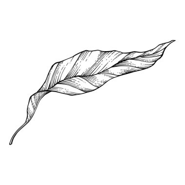 Bitki sanatı. Dövme, davetiye ve tebrik kartları için karalama botanik dekoratif unsur, orman dallarının çizimi. Minimum el çizimi yaban çiçekleri. Mevsimlik bitki örtüsü, vahşi ve güzel botanik..