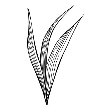 Bitki sanatı. Dövme, davetiye ve tebrik kartları için karalama botanik dekoratif unsur, orman dallarının çizimi. Minimum el çizimi yaban çiçekleri. Mevsimlik bitki örtüsü, vahşi ve güzel botanik..