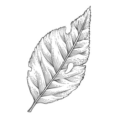 Bitki sanatı. Dövme, davetiye ve tebrik kartları için karalama botanik dekoratif unsur, orman dallarının çizimi. Minimum el çizimi yaban çiçekleri. Mevsimlik bitki örtüsü, vahşi ve güzel botanik..