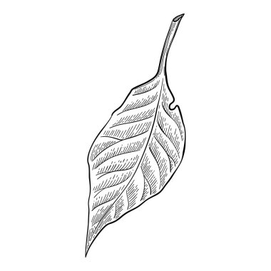 Bitki sanatı. Dövme, davetiye ve tebrik kartları için karalama botanik dekoratif unsur, orman dallarının çizimi. Minimum el çizimi yaban çiçekleri. Mevsimlik bitki örtüsü, vahşi ve güzel botanik..