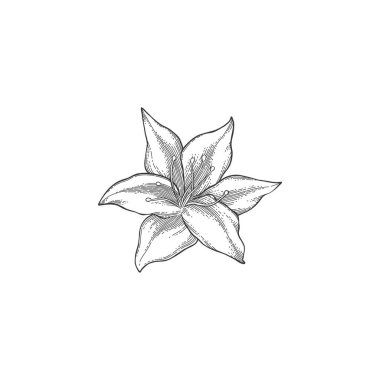 Lüks çiçek ve logo. Son moda botanik öğesi. El çizimi çizgi ayrık dal ve çiçek. Davetiye için zarif kır çiçeği. Randevu kartını sakla. Beyaz arkaplanda vektör illüstrasyonu