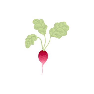 Üst yaprak ikonlu taze turp. Organik yumru sebze, hasat. Doğal kök sebzeleri. Çiğ ve sağlıklı besin bileşimi. Düz grafik vektör çizimi beyaz arkaplanda izole edildi