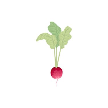 Üst yaprak ikonlu taze turp. Organik yumru sebze, hasat. Doğal kök sebzeleri. Çiğ ve sağlıklı besin bileşimi. Düz grafik vektör çizimi beyaz arkaplanda izole edildi