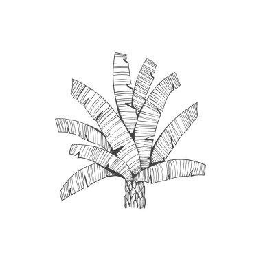 El çizimi tropik palmiye ağacı. Hawaii plaj palmiyesi taşıyıcısı, eğreltiotu ve ön hat, beyaz arka planda botanik bitki örtüsü.