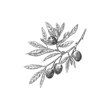 İşlenmiş zeytin dalı. Yaprakları ve çiçekleri olan eskiz dalı, elle çizilmiş zeytin tasarımı elementi. Beyaz arkaplanda izole edilmiş tarımsal olgunlaşmış bitki veya meyve.