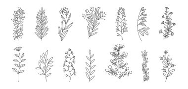 Çiçeklerin dal karalaması. El yapımı otlar yapraklı bitkiler. Yaz ve bahar kırsal dalları. Doğal dekoratif yaprak çizimi. Düğün tebrik kartı seti için çiçekli elementler