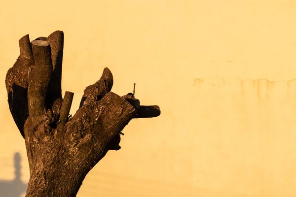 Pruned Tree Trunk Yellow Wall Background Brazil — Stock Photo, Image