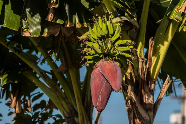 Flor Plátano Racimo Árbol Brasil — Foto de Stock