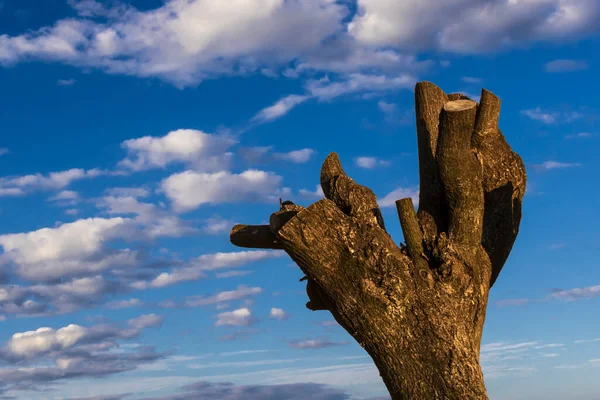 Pruned Κορμό Δέντρο Συννεφιασμένο Μπλε Ουρανό Στο Παρασκήνιο Στη Βραζιλία — Φωτογραφία Αρχείου