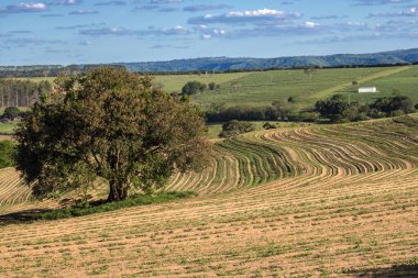 Sao Paulo eyaletinin kırsal kesimindeki bir çiftlikte yer fıstığı çiftliğinin görüntüsü; bölge Brezilya 'nın en büyük baklagil üreticilerinden biridir.