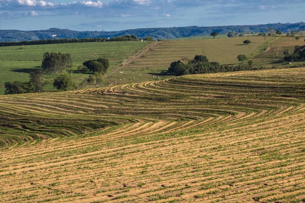 圣保罗州农村地区的一个农场种植花生的景象 该地区是巴西最大的花生种植场之一 — 图库照片