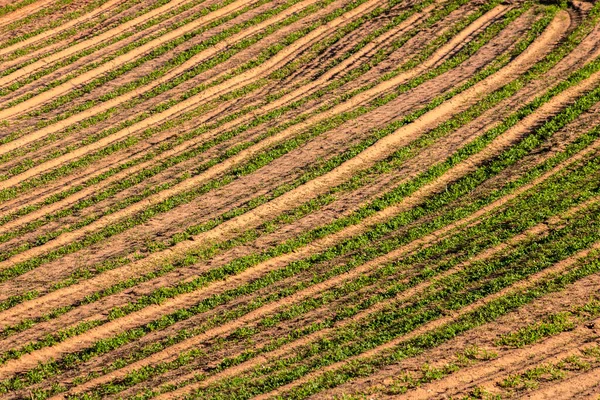 Vista Uma Plantação Amendoim Uma Fazenda Área Rural Estado São — Fotografia de Stock