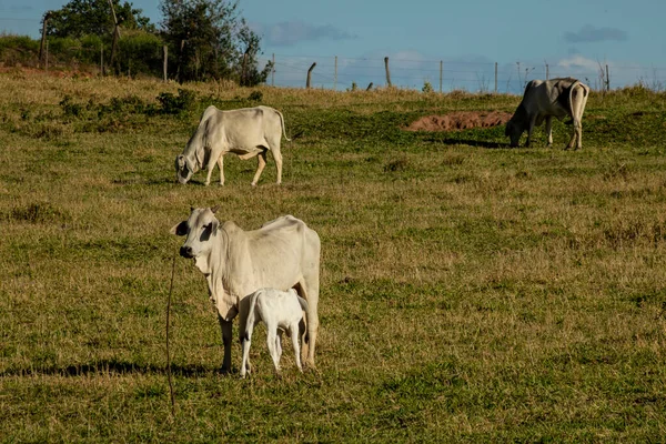 Stado Bydła Nellore Pasące Się Pastwisku Brazylijskim Ranczu — Zdjęcie stockowe
