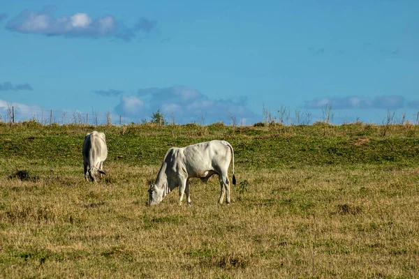 内洛尔牛群在巴西牧场的牧场上放牧 — 图库照片