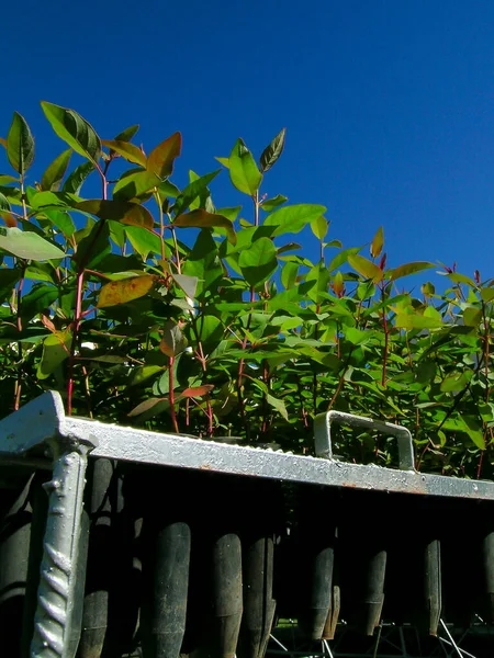 Eucalyptus Seedlings Tubes Nursery Brazil — Stock Photo, Image